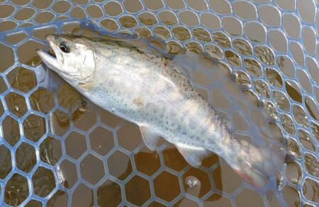 バンバン当たるわけではない ～岡崎トラウトポンド～